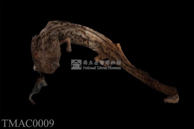 斑泥螈藏品圖，第1張