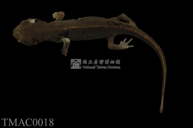 劍尾蠑螈藏品圖，第1張