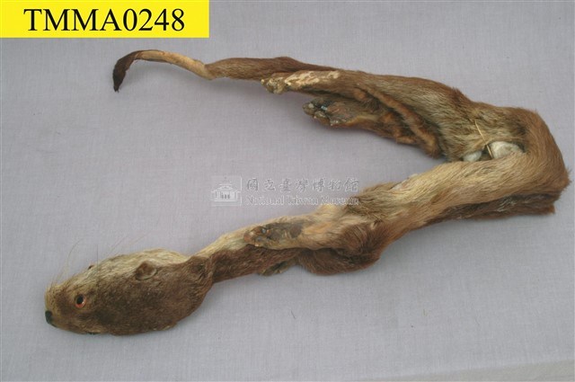 水獺藏品圖，第5張