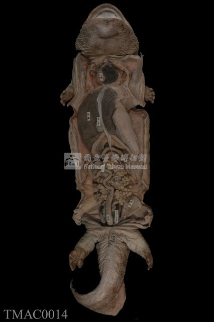 大鯢(娃娃魚)藏品圖，第1張