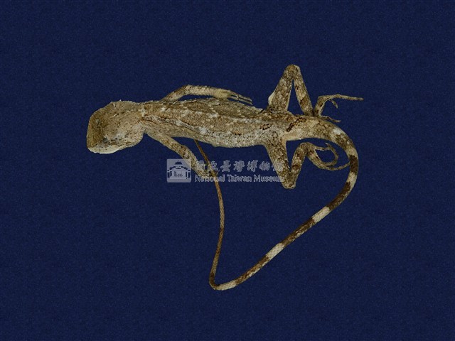 斯文豪氏攀蜥藏品圖，第1張