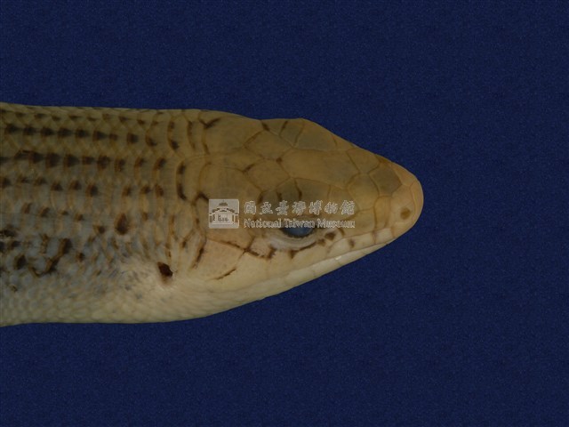 中國石龍子臺灣亞種藏品圖，第8張
