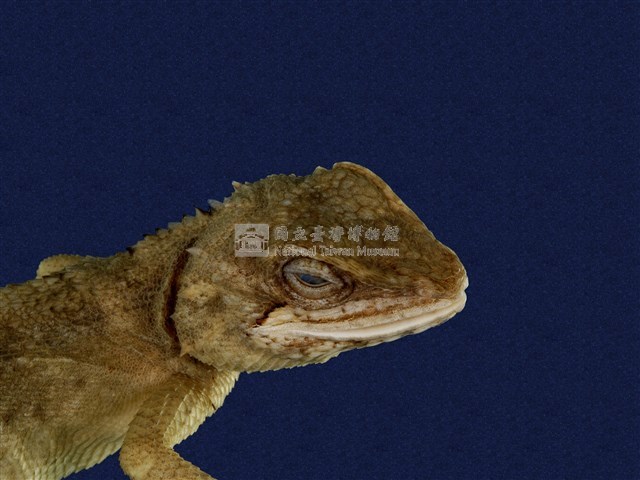 Swinhoe’s tree lizard Collection Image, Figure 11, Total 11 Figures