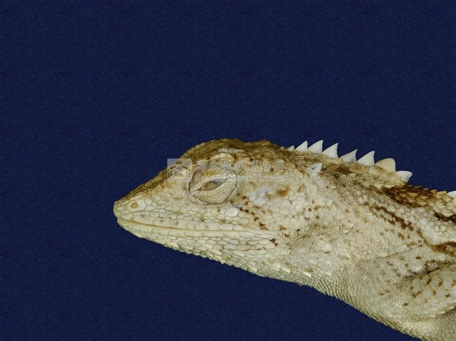 Swinhoe’s tree lizard Collection Image, Figure 7, Total 7 Figures