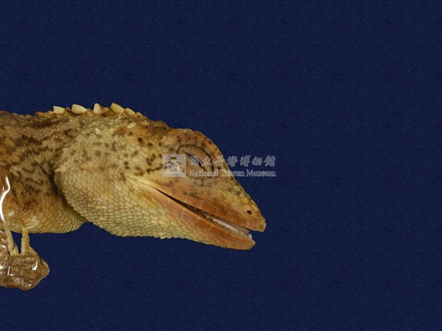 斯文豪氏攀蜥藏品圖，第7張