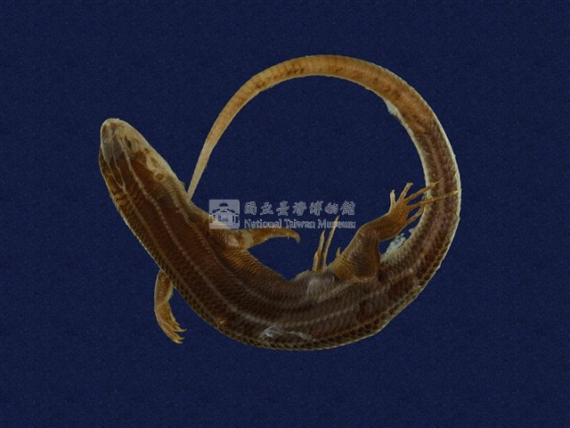 麗紋石龍子藏品圖，第1張