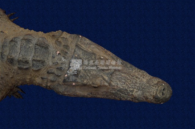 Spectacled caiman Collection Image, Figure 12, Total 12 Figures