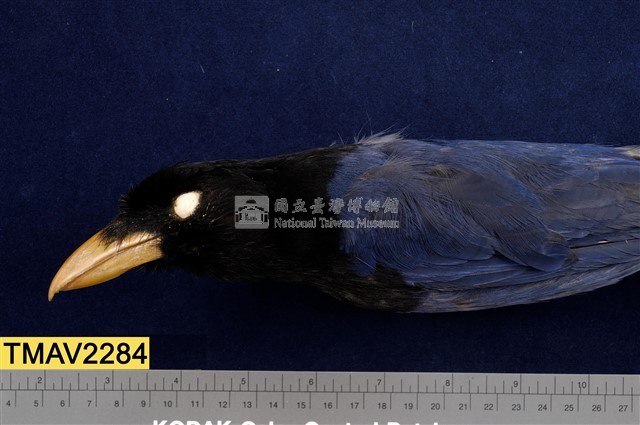 臺灣藍鵲藏品圖，第9張