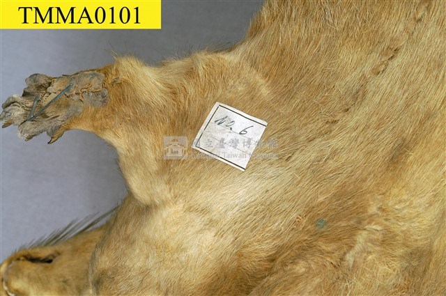 水獺藏品圖，第14張