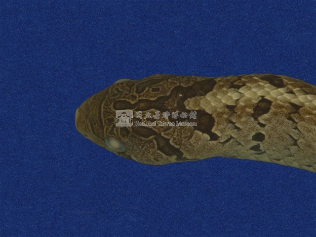Taiwan Leopard Snake Collection Image, Figure 8, Total 10 Figures