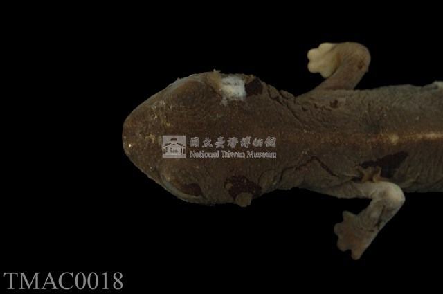 劍尾蠑螈藏品圖，第10張