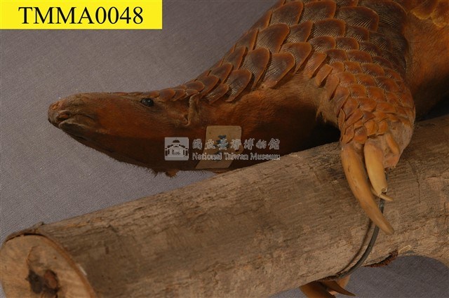 臺灣鯪鯉藏品圖，第7張