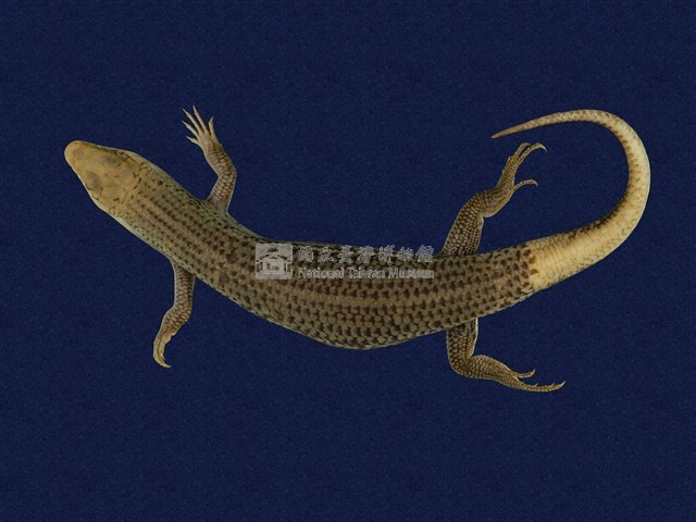 中國石龍子臺灣亞種藏品圖，第1張