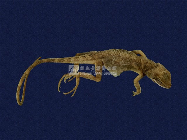 Swinhoe’s tree lizard Collection Image, Figure 1, Total 11 Figures