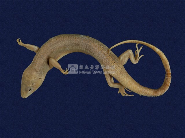 中國石龍子臺灣亞種藏品圖，第1張