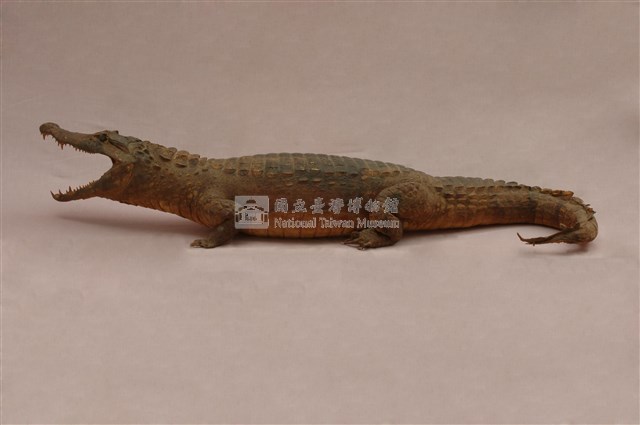 眼鏡凱門鱷藏品圖，第1張