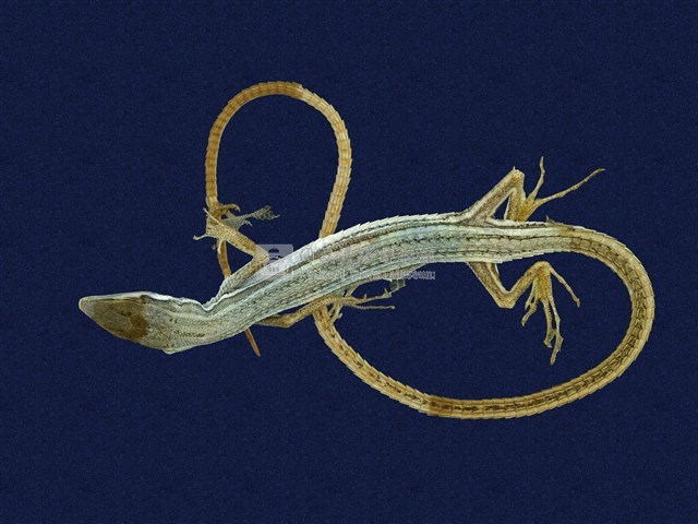 Green Spotted Grass Lizard Collection Image, Figure 1, Total 8 Figures