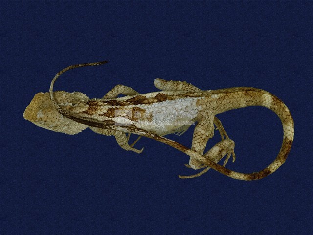 Swinhoe’s tree lizard Collection Image, Figure 1, Total 7 Figures