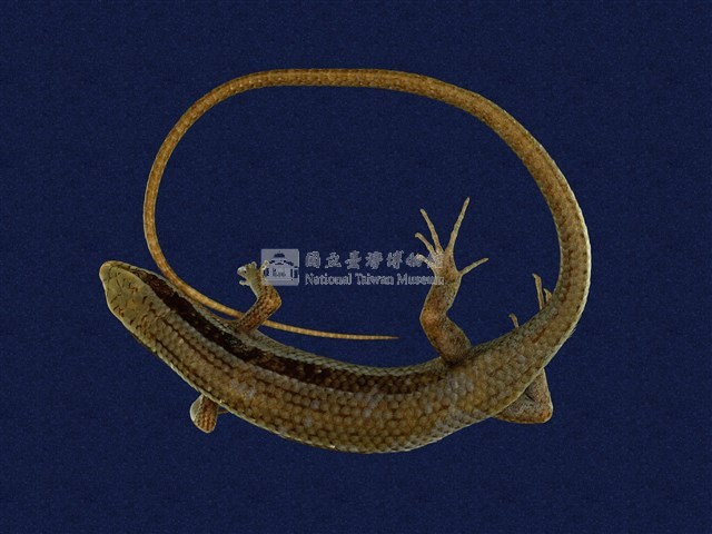 長尾南蜥藏品圖，第1張