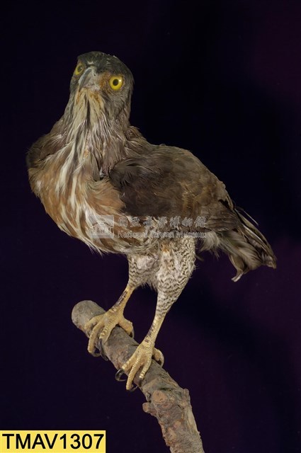 鳳頭蒼鷹藏品圖，第8張