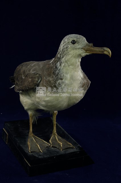 Streaked Shearwater Collection Image, Figure 10, Total 13 Figures