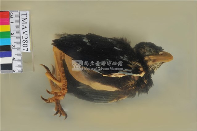 臺灣藍鵲藏品圖，第4張