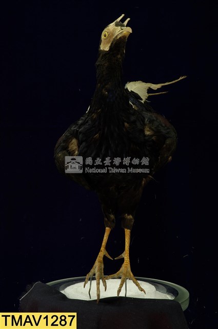 藍腹鷴藏品圖，第7張