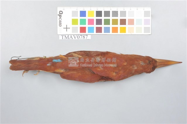 RuddyKingfisher Collection Image, Figure 4, Total 9 Figures