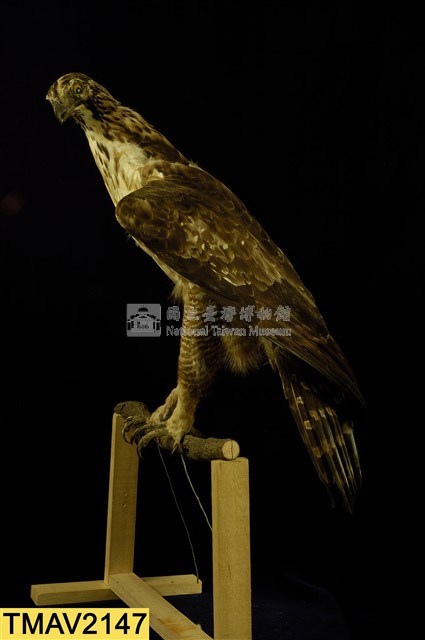 熊鷹藏品圖，第7張