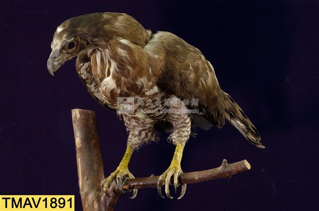 鳳頭蒼鷹藏品圖，第8張