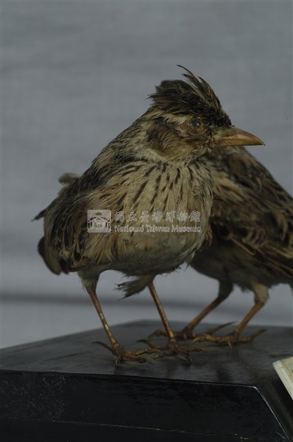 Oriental Skylark Collection Image, Figure 1, Total 11 Figures