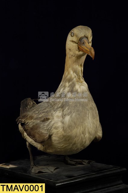 Short-tailed Albatross Collection Image, Figure 7, Total 9 Figures