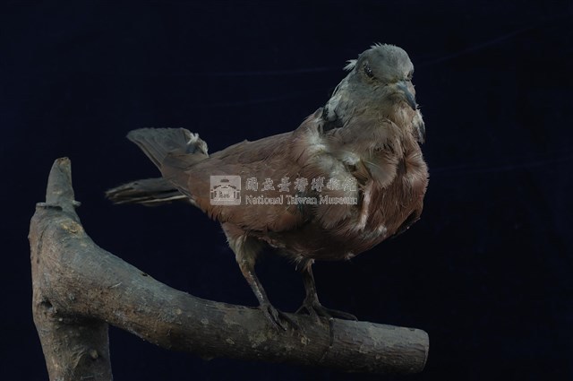 Red Turtle Dove Collection Image, Figure 8, Total 11 Figures