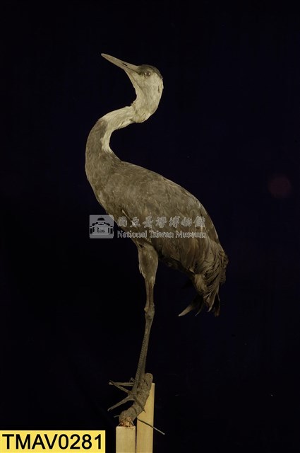 白頭鶴藏品圖，第7張