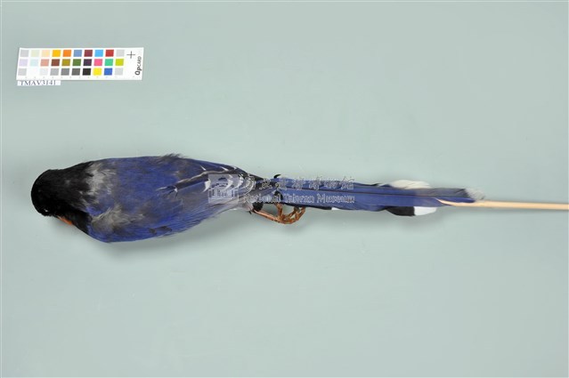 臺灣藍鵲藏品圖，第12張