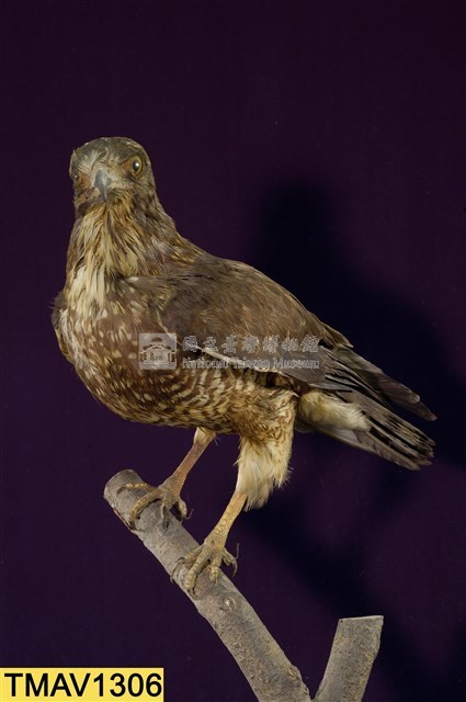鳳頭蒼鷹藏品圖，第1張