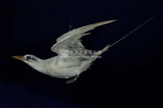 紅尾熱帶鳥藏品圖，第1張