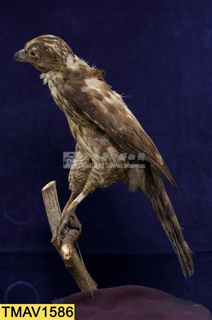 鳳頭蒼鷹藏品圖，第7張