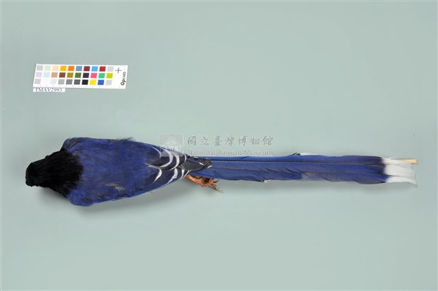 臺灣藍鵲藏品圖，第12張