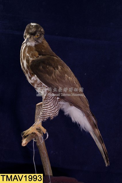 鳳頭蒼鷹藏品圖，第7張