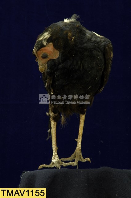 藍腹鷴藏品圖，第7張