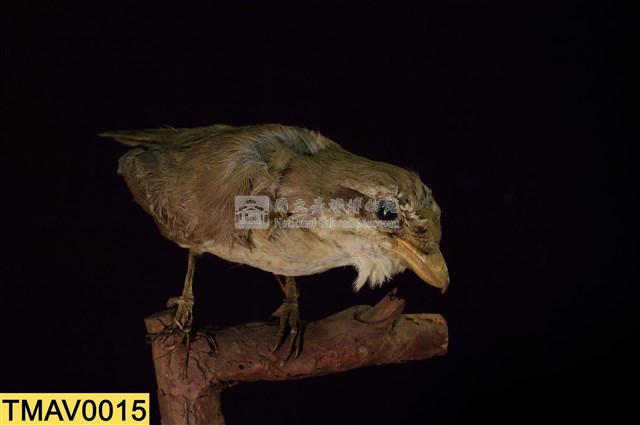 Brown Shrike Collection Image, Figure 8, Total 11 Figures