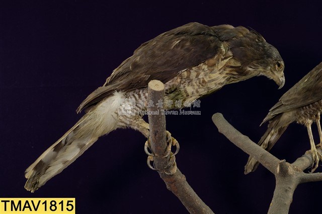 鳳頭蒼鷹藏品圖，第8張
