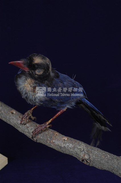 臺灣藍鵲藏品圖，第11張