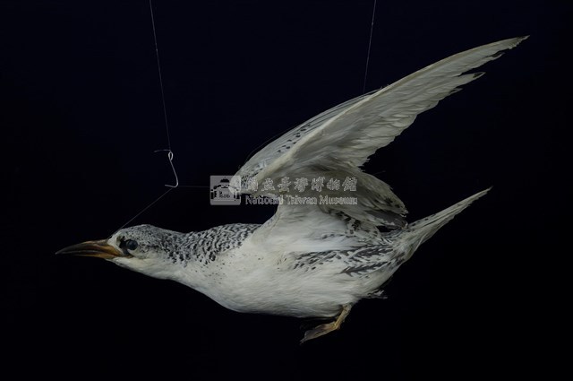 紅尾熱帶鳥藏品圖，第10張