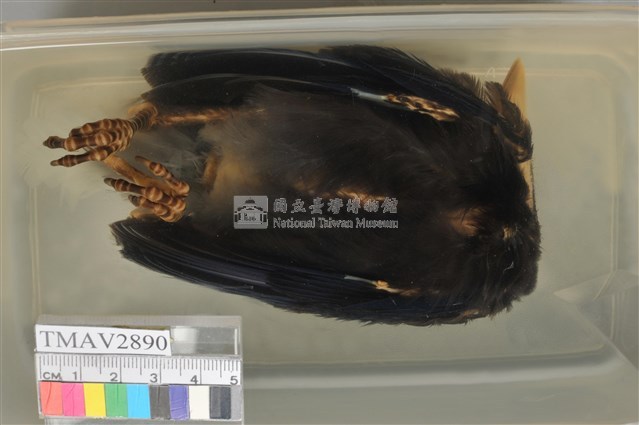 臺灣藍鵲藏品圖，第3張