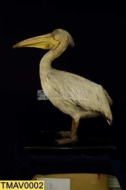Dalmatian Pelican Collection Image, Figure 8, Total 11 Figures