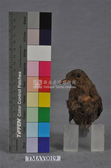 藍磯鶇藏品圖，第4張