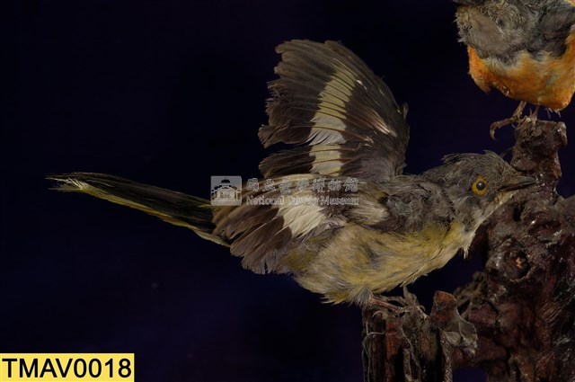 灰喉山椒鳥藏品圖，第8張