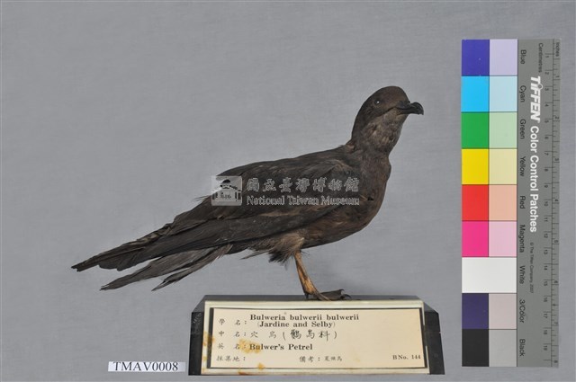 Bulwer's Petrel Collection Image, Figure 1, Total 8 Figures